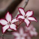 flower-impala-lily-floral-plant-65653-65653.jpg