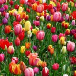 tulips-bed-colorful-color-69776-69776.jpg